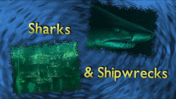 Shark & shipwreck picture