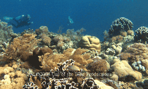 Beautiful coral reef in Alor